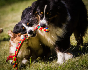 chiot et adultes berger australien en train de jouer dehors