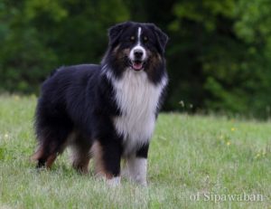 Berger australien Mâle noir tricolore
