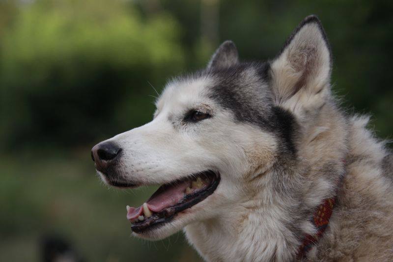 Chaman - Type Huskie - Adopté à la SPA en 2001, né en 1997/98