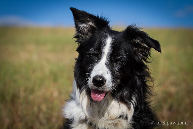 11698818_10205099733077540_5444406934235979027_n