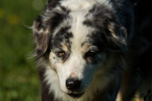 Eciyapi Waabi of Sipawaban - Berger australien bleu merle