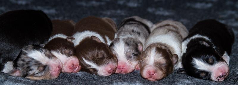 Les 7 nains de Gipsy et Kiss!! :D