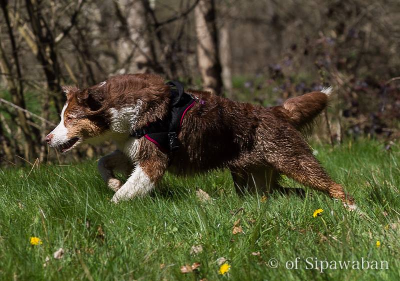 berger australien rouge tricolore