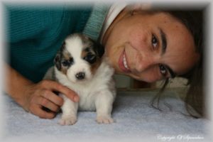 solenne roig éleveuse de chiens berger australien et berger islandais