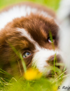 chiot berger australien rouge tricolore couché dans l'herbe