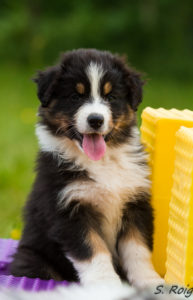 Conditions de réservation chiot berger australien