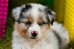Chiot berger australien bleu merle