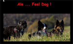 Sandrine Almon, Educateur canin en méthodes amicales et positives dans le Tarn (81)