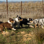 Bienvenue dans la Tribu !