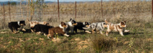chiots berger australien qui galopent à l'extérieur