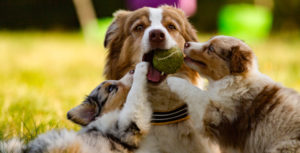 chien berger australien adulte jouant avec des chiots berger australien de 7 semaines bleu merle et rouge merle