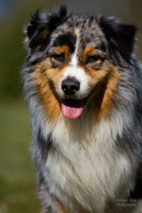 chien adulte berger australien bleu merle