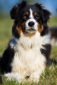 chien berger australien noir tricolore