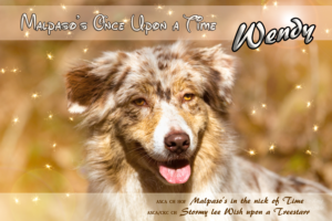 chien berger australien rouge merle