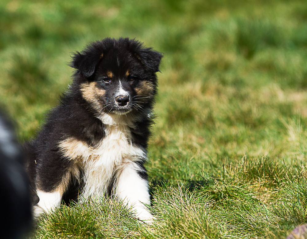 berger australien noir tricolore