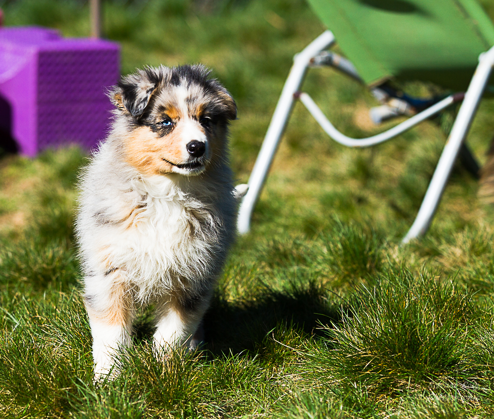 berger australien bleu merle