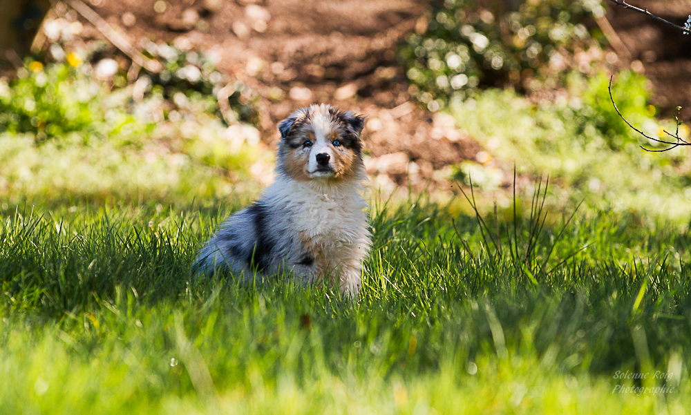 berger australien bleu merle