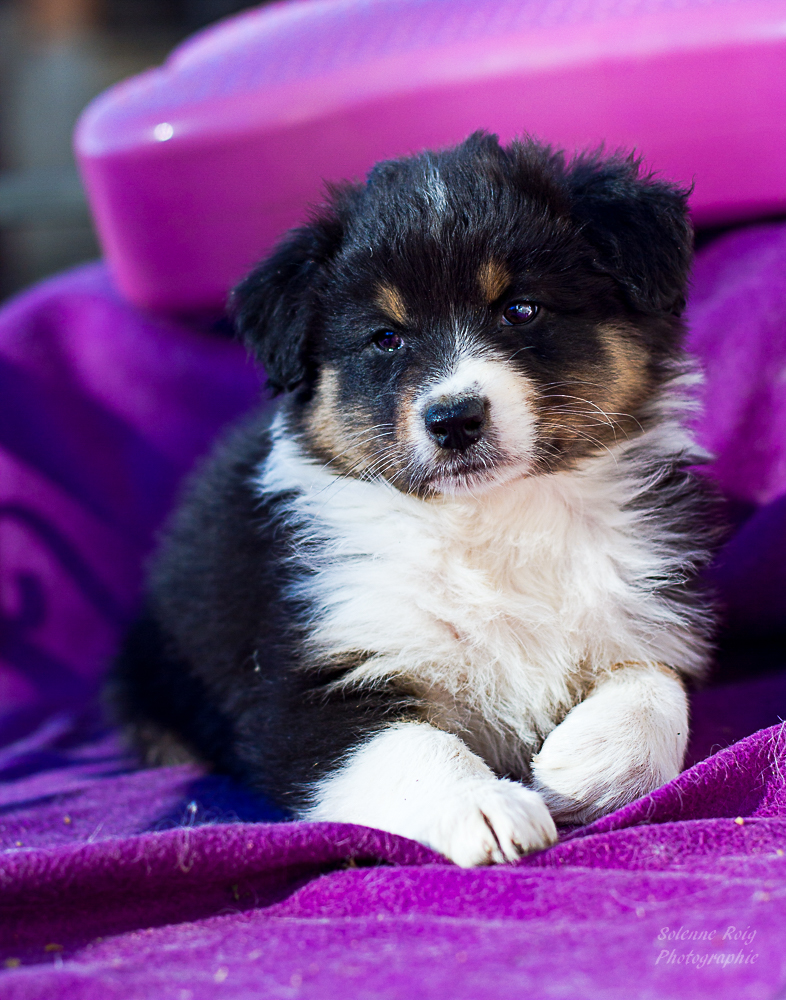 berger australien noir tricolore