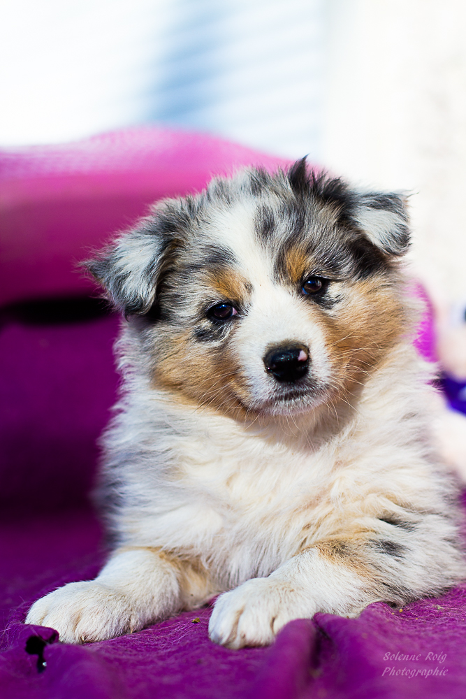 berger australien bleu merle