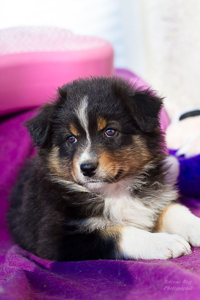 berger australien noir tricolore