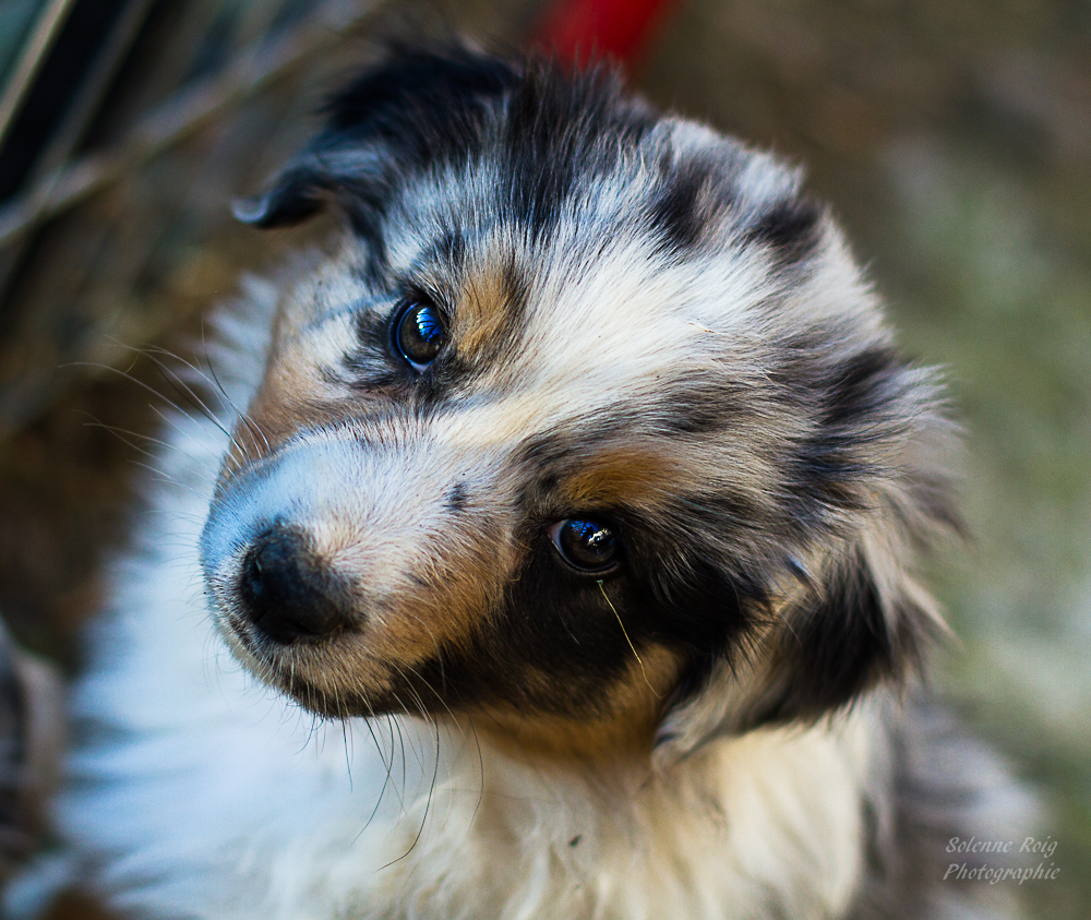 berger australien bleu merle