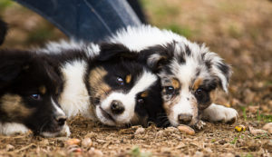 Chiots berger australien bleu merle et noir tricolore posés à l'extérieur