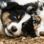 chiots berger australien