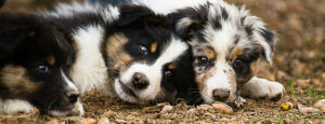 chiots berger australien