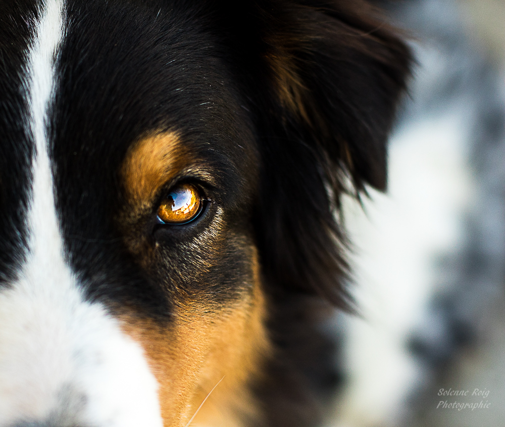Berger australien noir tricolore