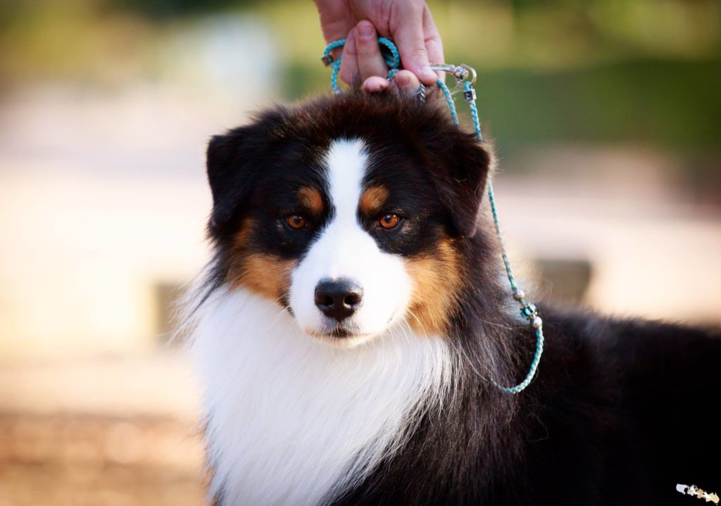 berger australien noir tricolore adulte