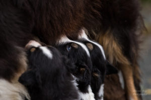 Chiots berger australien moment de pause tétée