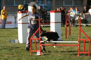 solenne roig éleveuse de chiens berger australien et berger islandais