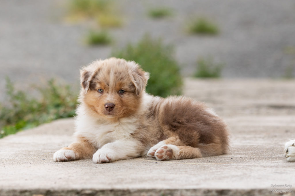 chiot berger australien rouge merle