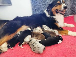 Gipsy x Kiona 2021 chiots berger australien