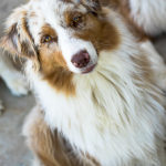 o'Flaming dr Pepper of Sipawaban