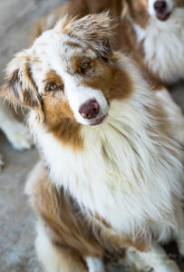 chien berger australien adulte rouge merle