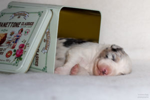 chiot berger australien bleu merle