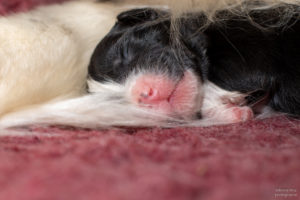 chiot berger australien