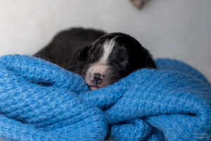 Chiot berger australien noir tricolore