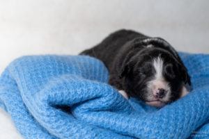 Chiot berger australien noir tricolore