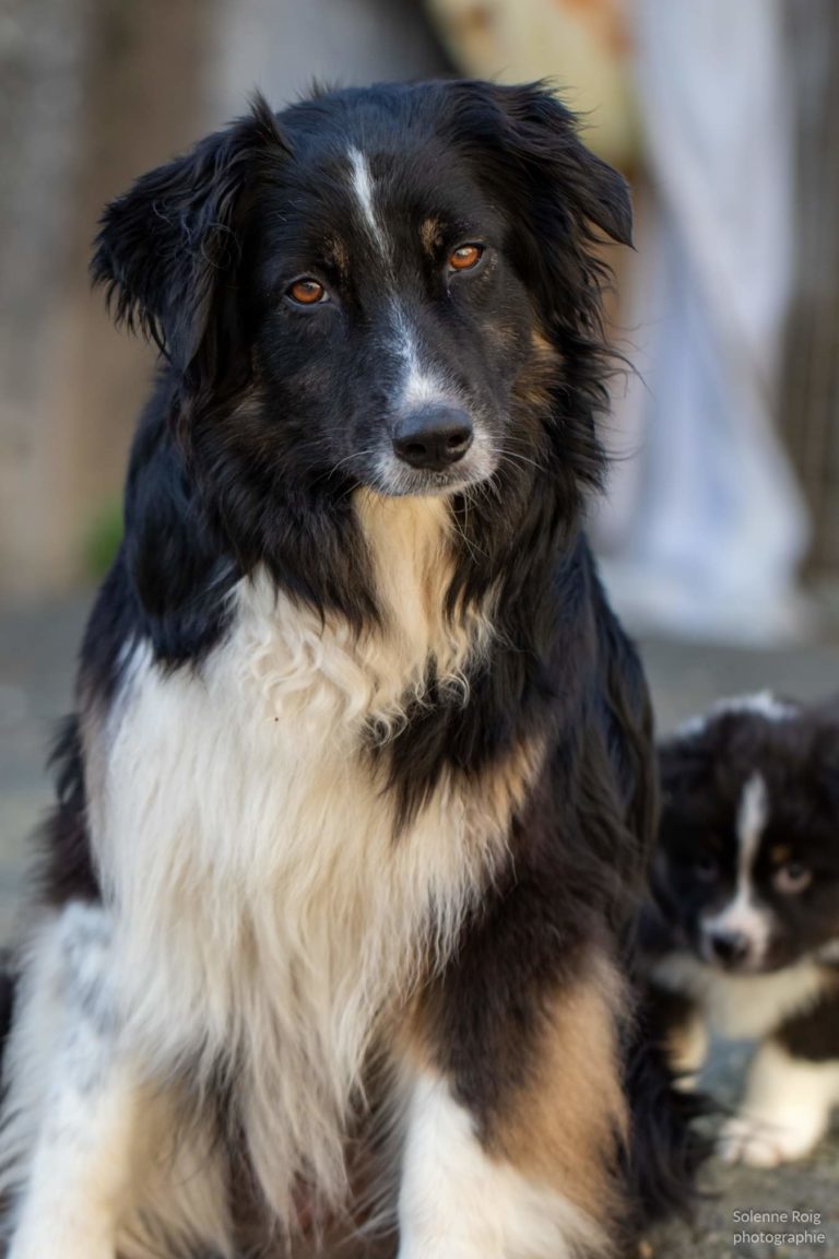 berger australien noir tricolore