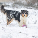 Rock the Casbah of Sipawaban "Zia"