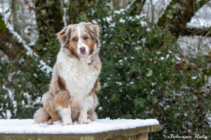 berger australien femelle rouge merle