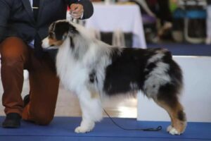 Mâle berger australien bleu merle