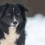 berger australien noir tricolore adulte dans la neige
