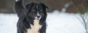berger australien noir tricolore adulte dans la neige