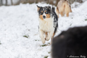 Femelle berger australien bleue merle