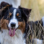 Show me your soul of Sipawaban "Sinaï"