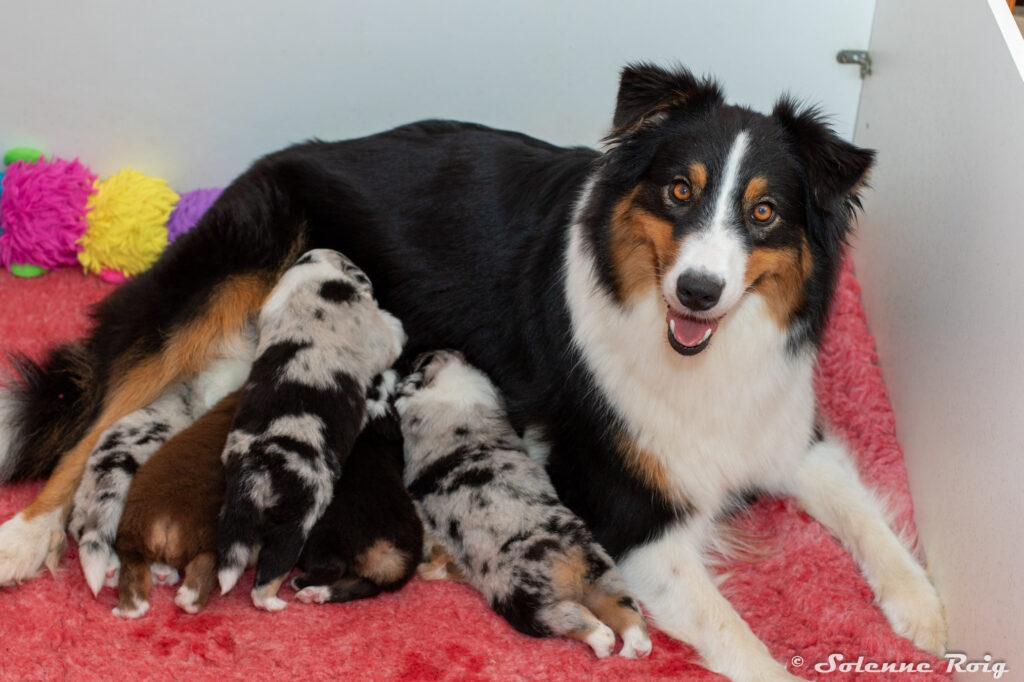 maman berger australien noir tricolore et ses bébés de toutes les robes