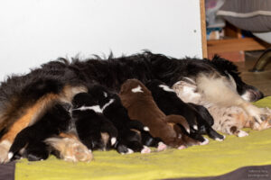 chiots berger australien nouveaux-nés tétant leur maman